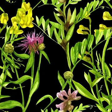 Seamless pattern blooming peas yellow and pink cornflower paniculata watercol Stock Illustration