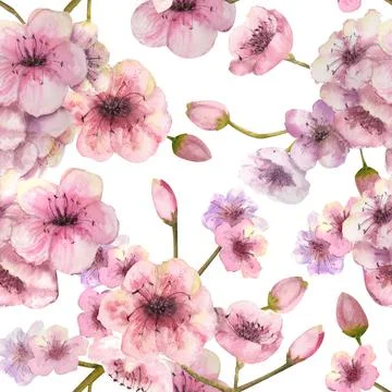 Seamless pattern with blossoming sakura branches on a white background Stock Illustration