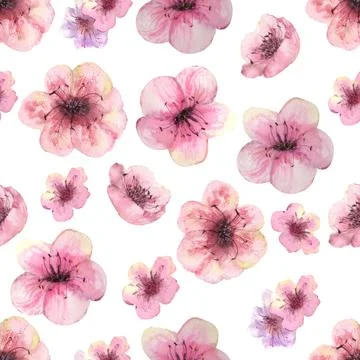 Seamless pattern with blossoming sakura branches on a white background Stock Illustration