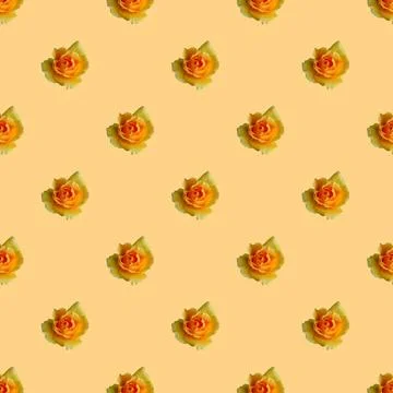 Seamless Pattern of Blossoming Yellow Rose on Peach Colored Background Stock Photos