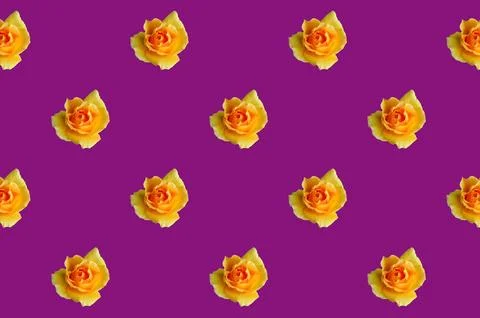 Seamless Pattern of Blossoming Yellow Rose on Grape Purple Colored Background Stock Photos