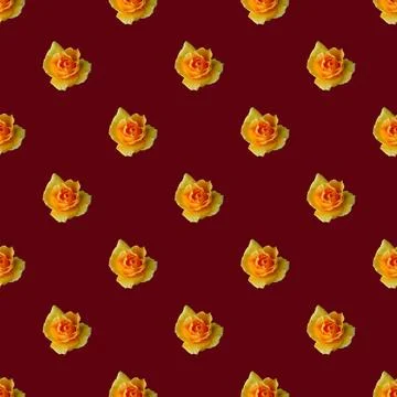 Seamless Pattern of Blossoming Yellow Rose on Grape Purple Colored Background Stock Photos