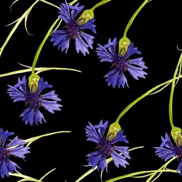 Seamless pattern blue field cornflowers on watercolor Stock Illustration