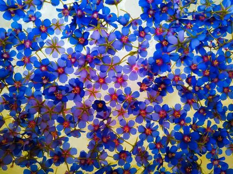 Seamless pattern of blue flowers Stock Photos