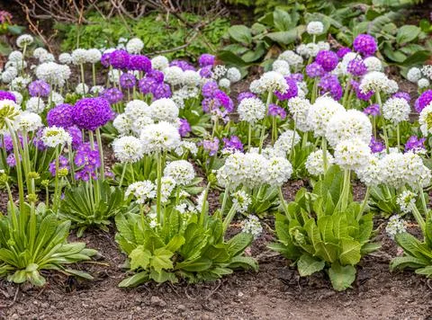 Seamless pattern border of White and violet round Primrose flowers with beaut Stock Photos