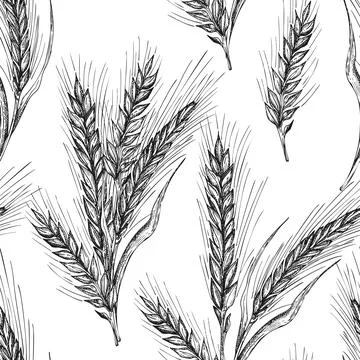 Seamless pattern botany hand drawn sketch Ears of wheat sheaf isolated on whi Stockillustratie