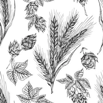 Seamless pattern botany hand drawn sketch Ears of wheat sheaf and hop isolate Stock Illustration