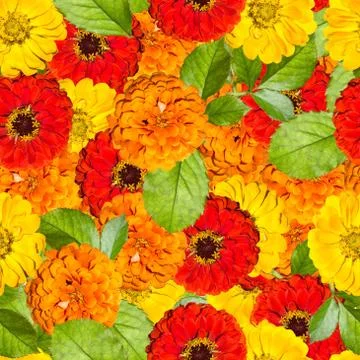 Seamless pattern with bright red, orange and yellow flowers Stock Photos