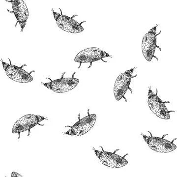 Seamless pattern bug ladybug sketch hand drawn Stock Illustration