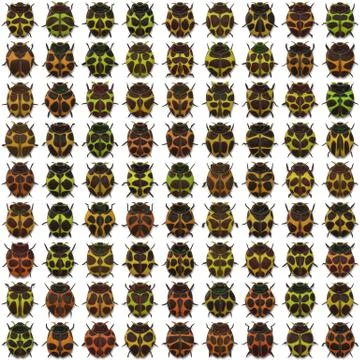 Seamless   pattern  with bugs Stock Illustration