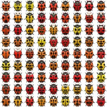 Seamless   pattern  with bugs Stock Illustration
