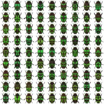 Seamless   pattern  with bugs Illustrazione stock