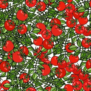 Seamless Pattern of Bunch Cherry Tomatoes on a Branch With Leaves. Botanical  Illustrazione stock