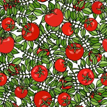 Seamless Pattern of Bunch Cherry Tomatoes on a Branch With Leaves. Botanical  Stock Illustration