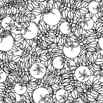 Seamless Pattern of Bunch Cherry Tomatoes on a Branch With Leaves. Botanical  Stock Illustration