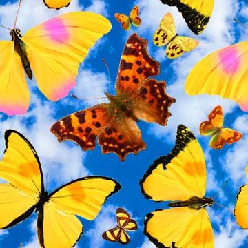 Seamless pattern with butterflies on a background of blue sky with clouds Stock Photos
