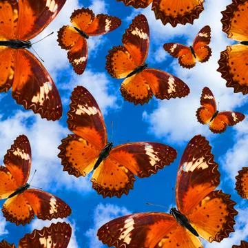 Seamless pattern with butterflies on a background of blue sky with clouds Stock Photos