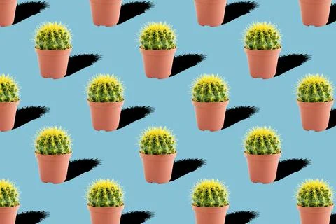 Seamless pattern with cactus on blue background 库存照片