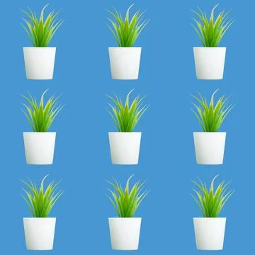 Seamless pattern with cactus in white pot isolated on blue background Stock Photos