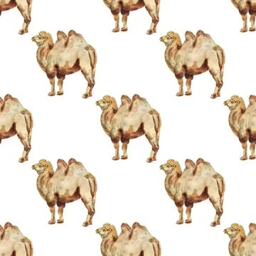 Seamless pattern with camel Stock Illustration