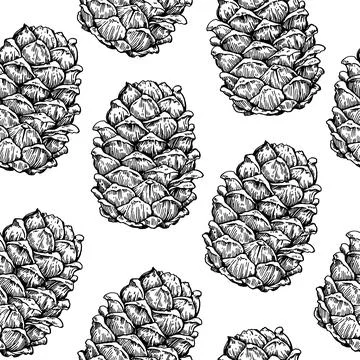 Seamless pattern with cedar pine cone drawing in enagraving style. Hand drawn Stock Illustration