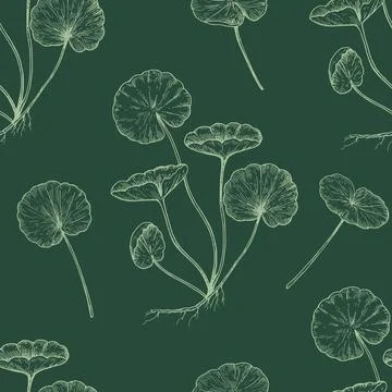 Seamless pattern with centella asiatica ink illustrations, gotu kola. Drawi.. Stock Photos