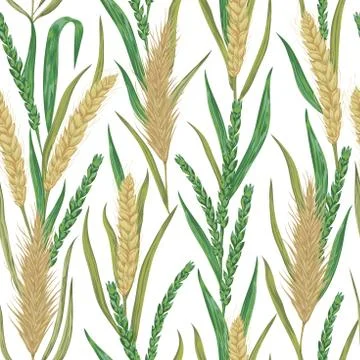Seamless pattern with cereals. Barley, wheat, rye. 스톡 일러스트