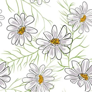 Seamless pattern with chamomile, camomile flowers on white background. Stock Illustration