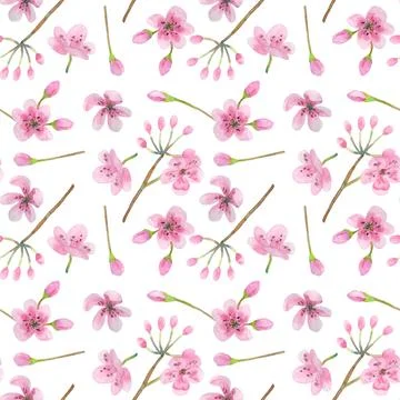 Seamless pattern with cherry flowers and buds on a white background. Stock Illustration