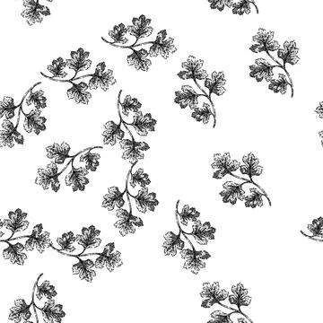 Seamless pattern cilantro coriander sketch hand drawn Stock Illustration