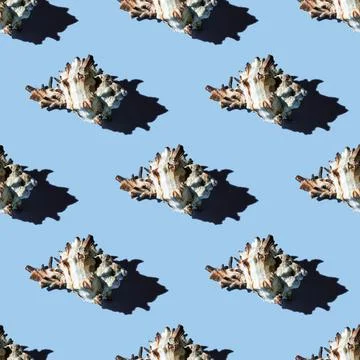 Seamless pattern of clam shells on a blue background. 스톡 사진