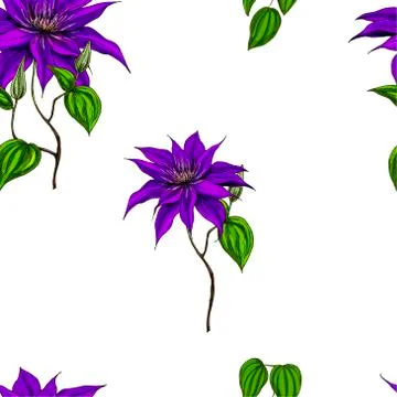 Seamless pattern with clematis, leaves and stems on white background. Vector  Stock Illustration
