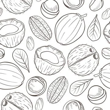 Seamless pattern with coconuts and macadamia nuts Stock Illustration