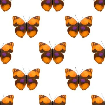Seamless pattern of colored butterflies isolated on white background Stock Photos