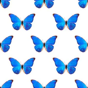 Seamless pattern of colored butterflies isolated on white background Stock Photos