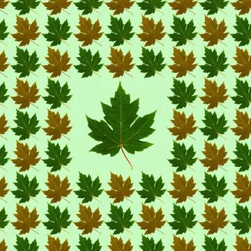 Seamless pattern with colored leaves on a light green background that can be Foto stock
