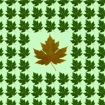 Seamless pattern with colored leaves on a light green background that can be Stock-Fotos