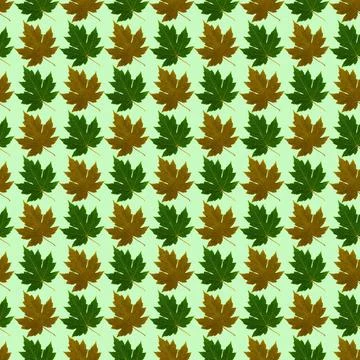 Seamless pattern with colored leaves on a light green background that can be  写真素材
