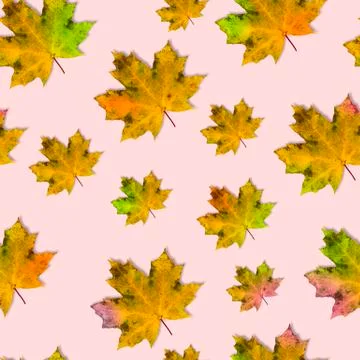Seamless pattern with colored maple leaves for autumn coloring on a pastel pi Stock Photos