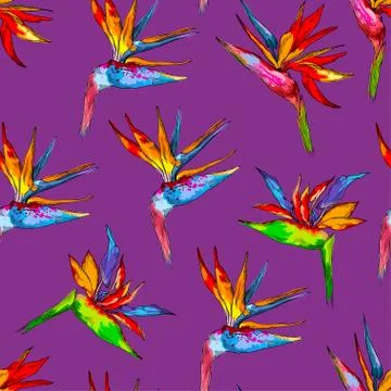 Seamless pattern of colorful strelitzia collection. Vector exotic flowers of a Stock Illustration