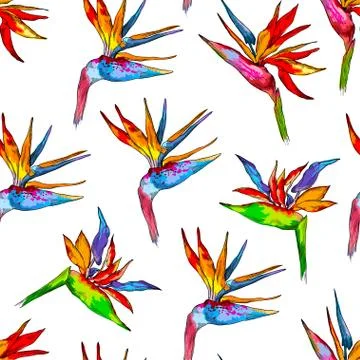 Seamless pattern of colorful strelitzia collection. Vector exotic flowers of a Stock Illustration