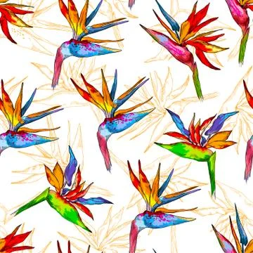 Seamless pattern of colorful strelitzia collection. Vector exotic flowers of a Stock Illustration