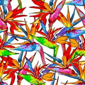 Seamless pattern of colorful strelitzia collection. Vector exotic flowers of a Stock Illustration