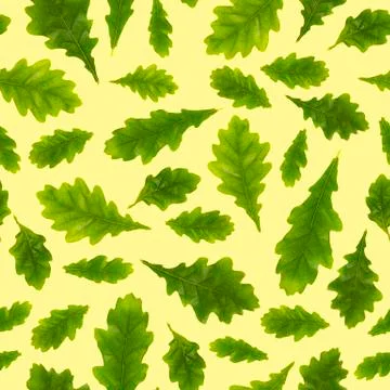 Seamless pattern. Composition of oak leaves of different size on a light yell Stock Photos