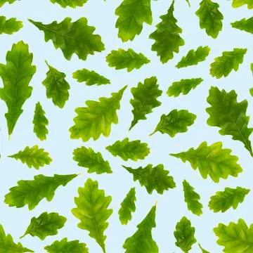 Seamless pattern. Composition of oak leaves of different size on a light blue Foto stock
