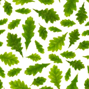 Seamless pattern. Composition of oak leaves of different size on a light blue Foto stock