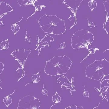 Seamless pattern of convolvulus retro vintage. Stock Illustration