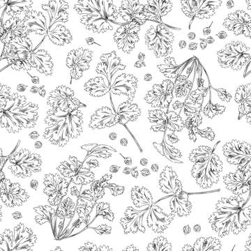 Seamless pattern, coriander branches and leaves, vector sketch illustration Illustrazione stock