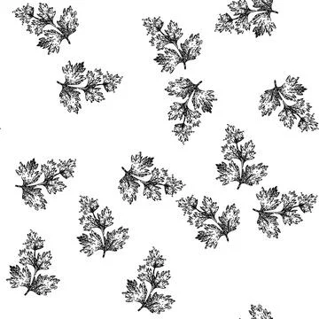 Seamless pattern coriander chervil sketch hand drawn 库存插图
