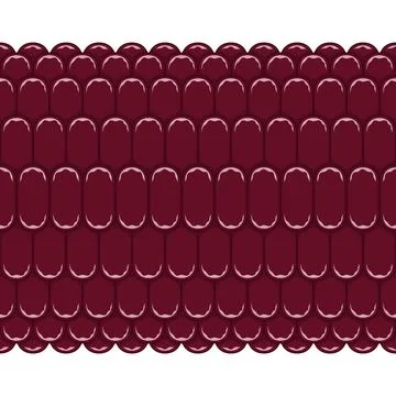 Seamless pattern with corn cob texture, maize Stock Illustration